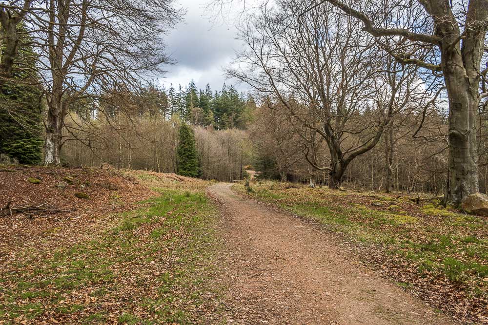 Primrose Wood